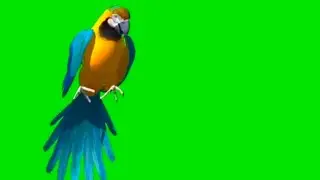 Animated parrot| animated bird- Free Green Screen