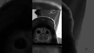 gyc#прикол#мем#гус#амогус