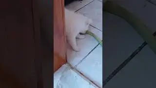 Layd diş cıkarıyor