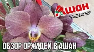 Orchid Review at Auchan || Wide Variety of Orchids and More 😱 || Sale at 199₽