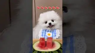 위퐁당당 퐁당이 과즙폭발🍉  #조조캠핑 #퐁당이 #강아지 #puppy #ASMR #먹방 #jojocamping