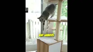 THE CAT HAD NO IDEA WHAT HAPPENED! 😱🤣
