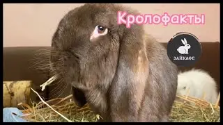 Факты о кроликах