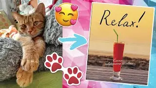 КОТ В СМЕШБУКЕ🐾