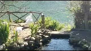 Lake ducks