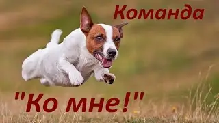 36. Команда Ко мне. Как подозвать собаку