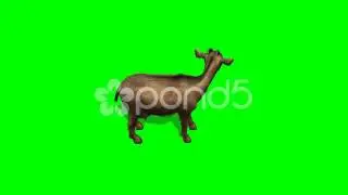 Goat Eat - Separated On Green Screen