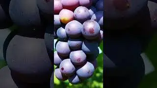 ВИНОГРАД Grape Grapes are a bunch 