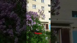 Риддер #риддер