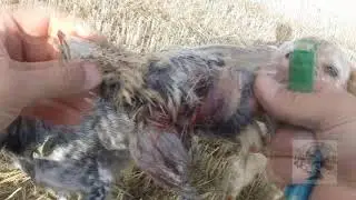 FLETXA DE LA ARMIÑÉN Media Veda 2019 IX