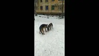 Pitbull dual shepherd dog Питбуль против немецкой овчарки