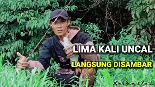 LIMA KALI UNCAL LANGSUNG DI SAMBAR HAMPALA~ANAK SUNGAI KERUH