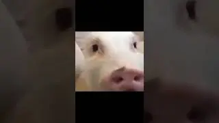 #популярное
