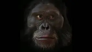 Reject Humanity, Become Monkey. (only part with spinning monkey, and transformation.)