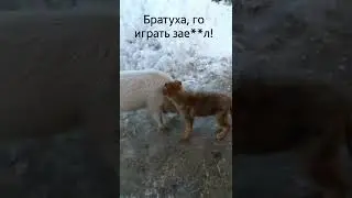 Дик нашёл первого друга!😁