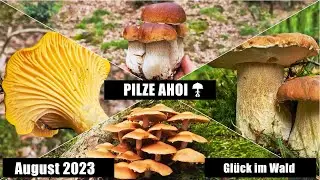 Perfekte Steinpilze im August - Niedersachsen 2023