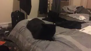 Throwing a pen at my cat