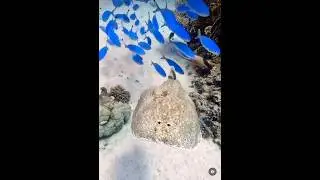 Wiggling in the Sea