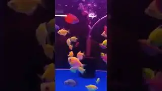 Gold Fish Good Luck Status || Good Luck Fish Status | Oscar Fish Statys | Red Tiger Fish Status 2022