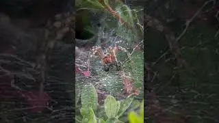 SPIDER vs ANT vs WIND!!! 🕷️🐜💨 #shorts
