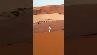 #animals  #wildlife