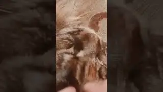 милоя берта 