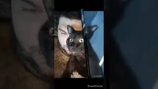 death of my cat he's more than a cat to me it like my baby