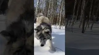 #akitainu #akita #dog #doglover #вакай #animal #brindle #dogs #funny #funnyvideo