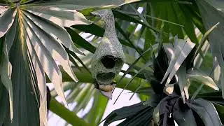 Baya Weaver building its nest