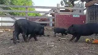 Поросята гуляют по двору.