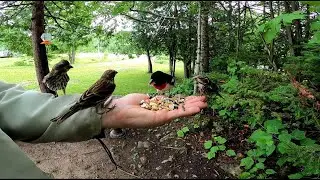 Ewan Dobson - More Birds [2 Hours]