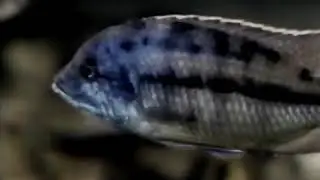 Rocket Classic Sesame Street I'm Pretty Fish (1988)