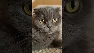Сіре золото 🥰 #catsofyoutube #смішнівідео #гумор #scottishfold