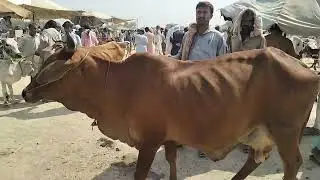 bachra farming in Pakistan velog