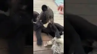 What a bullying bear cub 这小熊霸道的很 #bear #tiger #zoo #cute #老虎 #小熊 #动物园 #中国 #中國