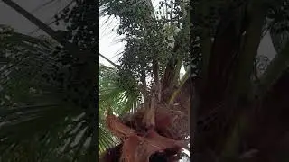 CHINESE PALM TREE #tree #plants #shorts
