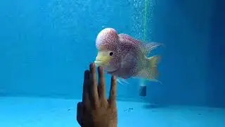 THIS BEAUTIFUL FLOWERHORN IS *FOLLOWING* HAND MOVEMENTS