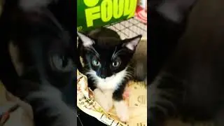 Без кота жизнь не тааааа