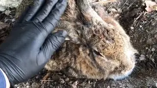 As a matter of course, rabbits are liquid!