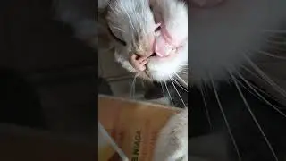 SIH KUCING OYEN SUDAH SEHAT, ALHAMDULILLAH 🤲🏻😊😊😊