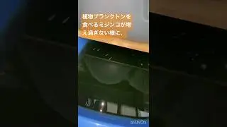 メダカ水槽204 青水の維持の為ミジンコをメダカに食べて貰う　#shorts #メダカ #aquarium #fish