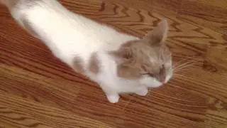 Feeding My Cat