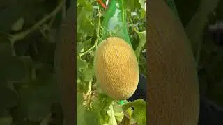 🍈 Роскошный урожай дынь, доступный каждому! 