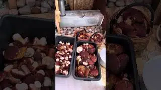 Karelia's Boletus Mushrooms, September 2, 2023, Part 4