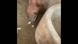 Horse eats baby chicken