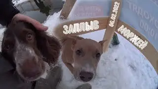 ЗАПЛЫВ МОРЖЕЙ | 06.02.2022