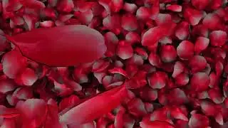petal overlay 4k (Rose petal overlay black screen & green screen )