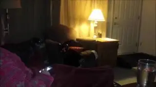 Dogs cannot watch 