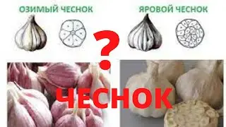 Озимый чеснок Чеснок из семян Весенний чеснок Яровой чеснок Какой чеснок лучше Сельская жизнь