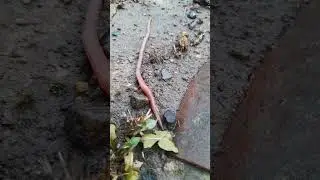 Червячки даже зимой ползают. Ростовская область. 07.02.2024.
